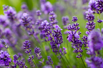 lavender flowers in the garden