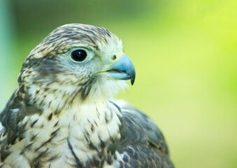 Person holds a bird of prey, a hawk, in their hand
