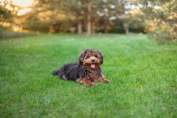 Fototapeta premium Black cavapoo puppy during the summer
