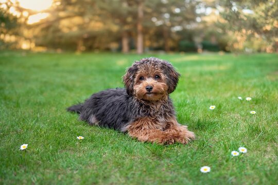 Black cavapoo puppy during the summer