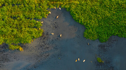A serene bird's-eye view of a tranquil waterfront, showcasing a congregation of elegant dcuks amid...