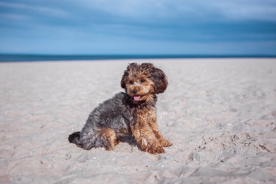 Portrait of black cavapoo puppy at the beach