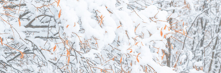 Snow on the branches of trees and bushes after a snowfall. Wide panoramic winter background with snow-covered trees. Autumn leaves on plants in a forest park. Cold snowy weather. Texture of fresh snow