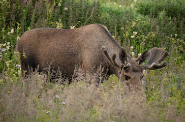 Big adult moose eating in the early morning in Northern Norway