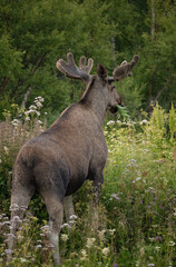 Big adult moose eating in the early morning in Northern Norway