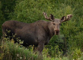 Big adult moose eating in the early morning in Northern Norway