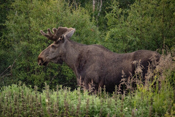 Obraz premium Close up portrait of a wild big adult moose on a field in a ealy summer morning in Northern Norway