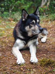 liegender Siberian Husky im Freien
