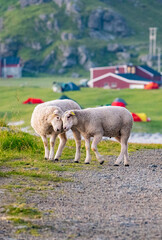 Lovely sheep cuddling in front of the Uttakleiv beach in Lofoten Islands, Northern Norway