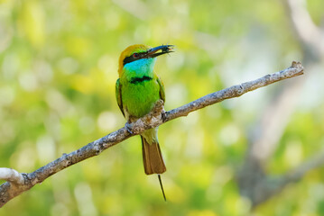 bee eater perched on a branch