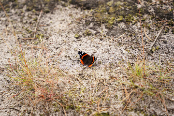 Motyl na plaży © Przemysaw