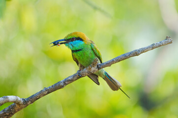 Green Bee eater closeup wild life