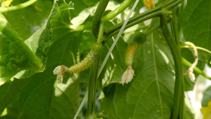 The cucumber ovary turns yellow, dries up and dies. Flowering of baby cucumbers. Growing organic green cucumbers in greenhouse.The concept of agricultural plants, blooming, harvesting, gardening. 