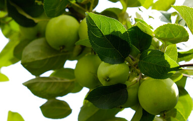 Green branch of apple tree with leaves and ripe fruits apples in the garden. Fresh and juicy apples ready for harvest. Rural landscape, Orchard. 