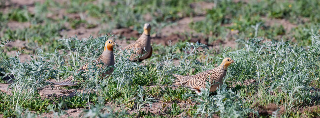 Migratory Pallas's sandgrouses (Syrrhaptes paradoxus) feeding in natural desert habitats, male (left) and female (right), Kazakhstan