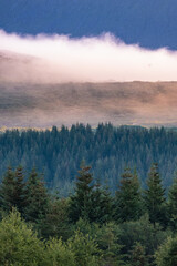 Early morning sunrise fog in a boreal pine tree forest in Northern Norway