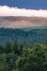 Early morning sunrise fog in a boreal pine tree forest in Northern Norway