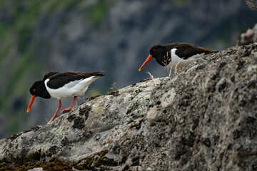 Oystercatcher bird walking on a rock in Northern Norway, near Lofoten Islands