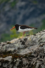 Oystercatcher bird walking on a rock in Northern Norway, near Lofoten Islands