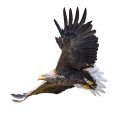 Majestic predator White-tailed Eagle (Haliaeetus albicilla) in flight