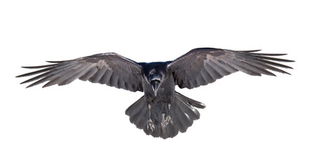 A beautiful raven (Corvus corax) in flight isolated on transparent background