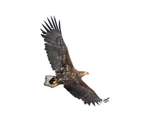 Majestic predator White-tailed Eagle (Haliaeetus albicilla) in flight