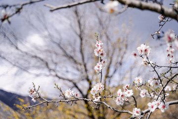 Branch of white blossoming flowers on wild almond tree in early spring day, tree blossoms in the home garden, march and april floral nature, selective focus