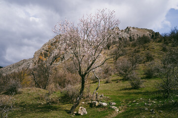 Landscape of beautiful blooming wild pink-white almond tree against high mountains in wonderful...