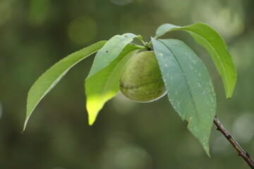 収穫を過ぎた少し茶色がある一粒の青梅