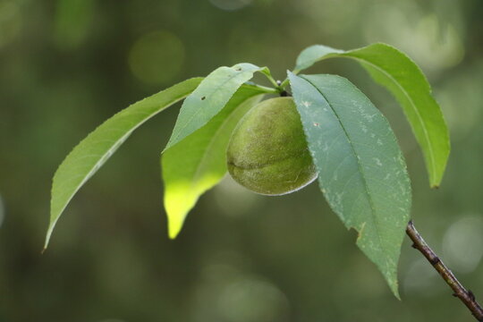 収穫を過ぎた少し茶色がある一粒の青梅