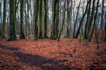 Fototapeta premium Listopad