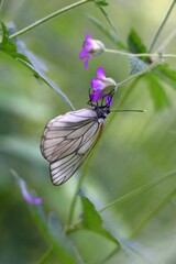 Beautiful White Butterfly Resting Gracefully on a Stunning Purple Flower in a Vibrant Garden Setting.