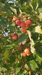 A tree full of small red apples with green leaves in the background. The apples are ripe and ready to be picked. The tree is in a rural setting with a meadow-like area to the side.