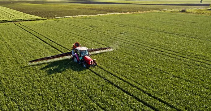 Farmer in tractor spraying industrial green wheat farm field