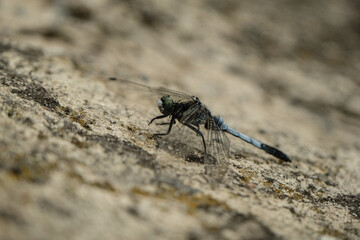 dragonfly on a stone close -up