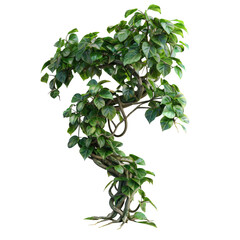 Jungle vine plant with twisted wild lianas isolated on a transparent background, including a clipping path.