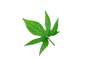 Details of a sweet potato  (Ipomoea batatas)  leaf in summertime