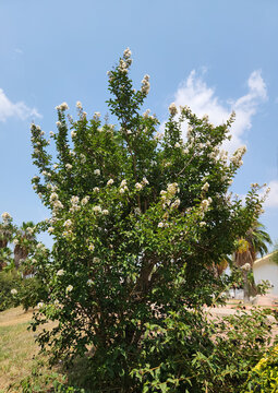 A blooming  white crape myrtle (Lagerstroemia tomentosa) shrub in summertime