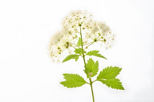 Meadowsweet flower white background, Ai Generated