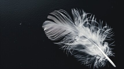 Obraz premium Black and white feather seen against black background