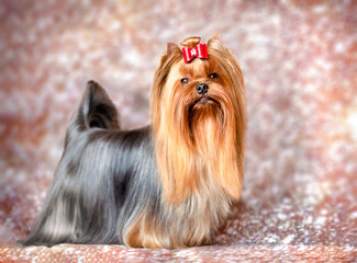 yorkshire terrier portrait