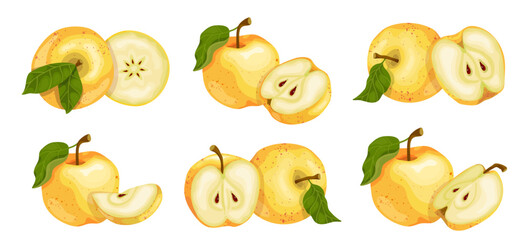Collection of juicy yellow apples and ripe fruit pieces. Vector graphics. Vector graphics.