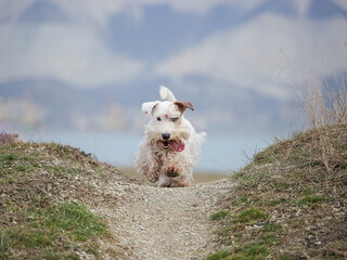 Sealyham terrier running in the park