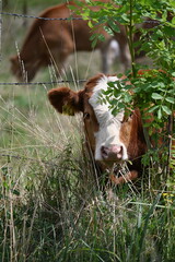 Krowa  © Aleksander