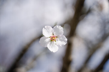 A bright blooming white flower of wild almond tree on a blurry background, white flower blossom in the spring sunshine, first early spring flowers, close up