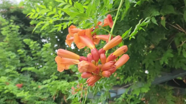 Trumpet creeper vine (Campsis radicans) in summertime