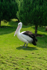 Pelican standing on bright green grass next to a pine tree, sunny day outdoor, view from side