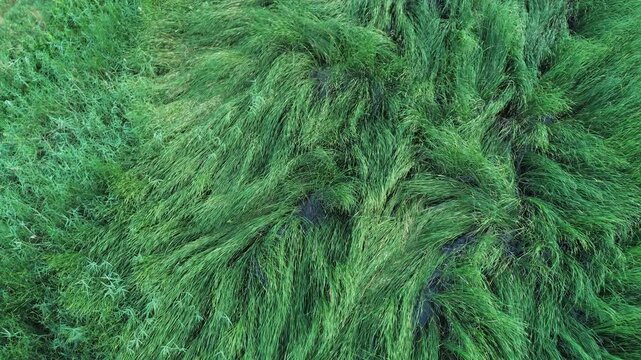 Dense wetland grass landscape from above