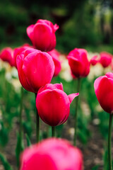 Fototapeta premium Blooming pink tulips close-up, floral background