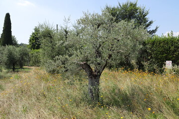 an olive grove in italy